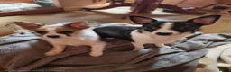 Chihuahua dogs for sale: Energetic Chihuahua puppies  - Advert 1