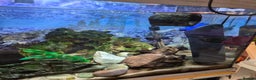 Loaches fish for sale: Tropical aquarium plus fish, Shrimp and snails - Advert 5