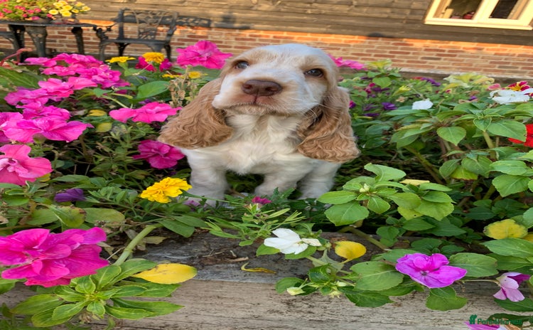 Cocker Spaniel dogs - Advert 3