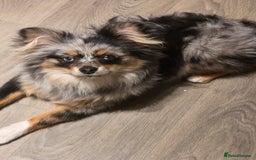 Pomeranian dogs for sale: Pomeranian boy  - Image 4