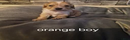 Cockapoo dogs for sale: X5 STUNNING COCKAPOOS.FROM A 5 STAR HOME - Advert 8