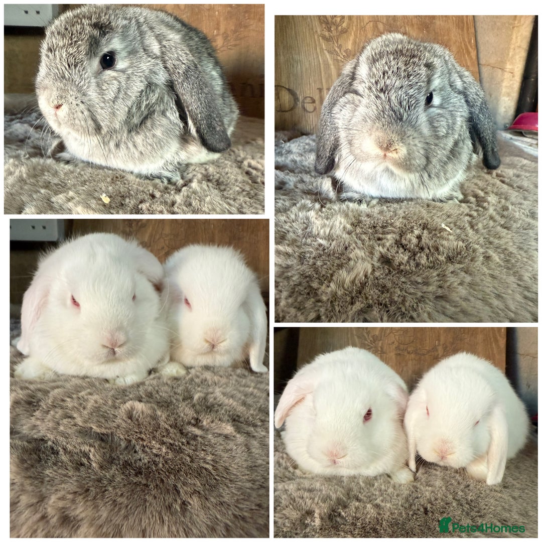 Mini Lop rabbits for sale: 3 mini lop rabbit girls available now - Image 1