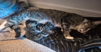 Mixed Breed cats - Advert 11