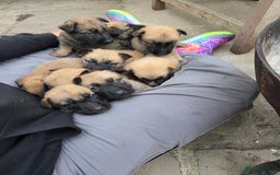 Mixed Breed dogs for sale: Beautiful German shepherd cross mali  - Image 12
