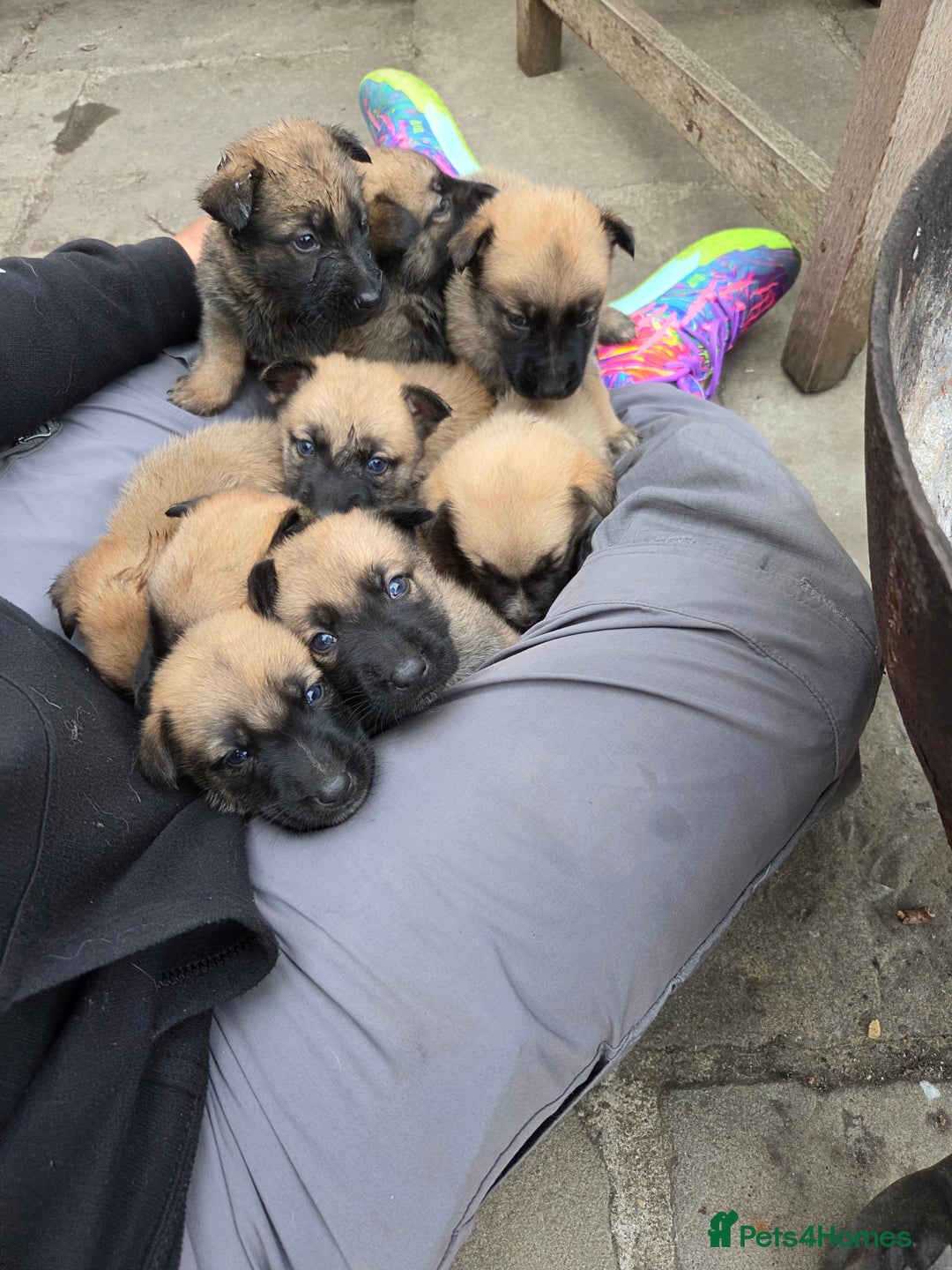 Mixed Breed dogs for sale: Beautiful German shepherd cross mali  - Image 12