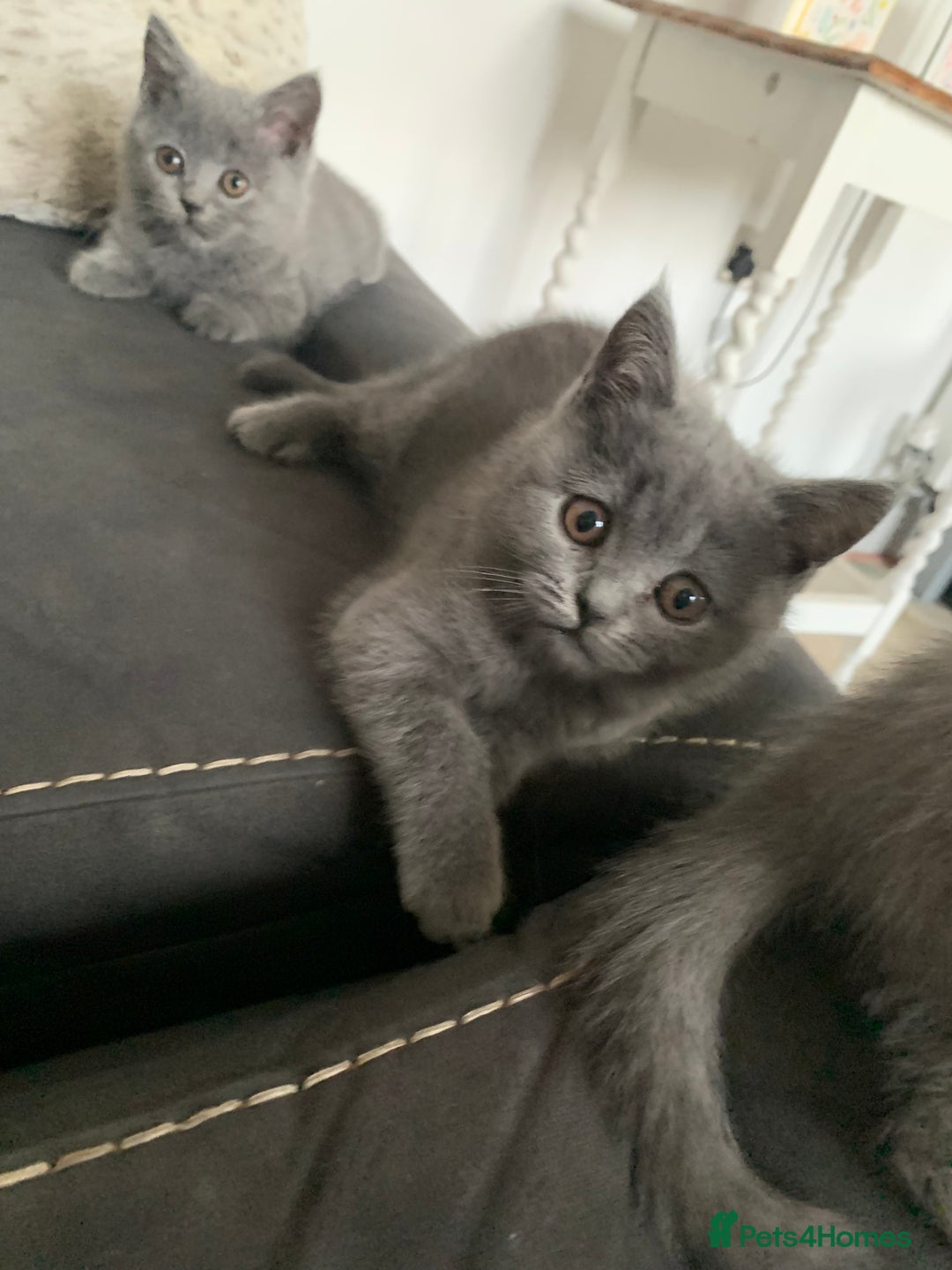 British Shorthair cats for sale: British shorthair kittens  - Image 3