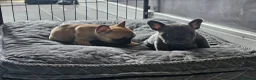 French Bulldog dogs for sale: Beautiful  KC registered French bulldog puppies  in Chorley - Advert 18