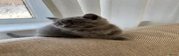 British Shorthair cats for sale: Beautiful British shorthair kittens  - Advert 4