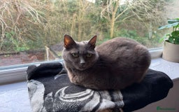 Domestic Shorthair cats for sale: Gentle female grey cat looking for new home - Image 5