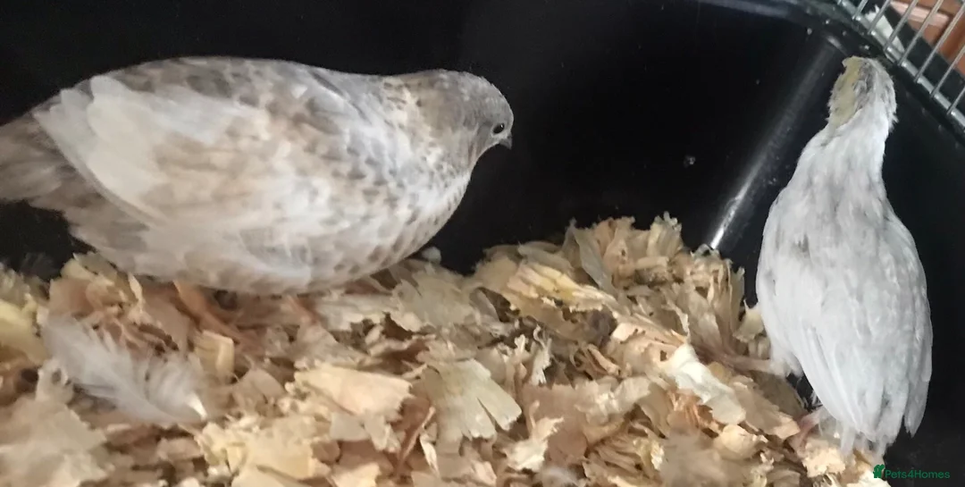 Quail poultry for sale: FEMALE CHINESE PAINTED BUTTON QUAILS ! - Advert 5