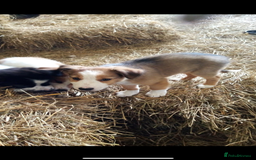 Welsh Collie dogs for sale: For sale - Image 1