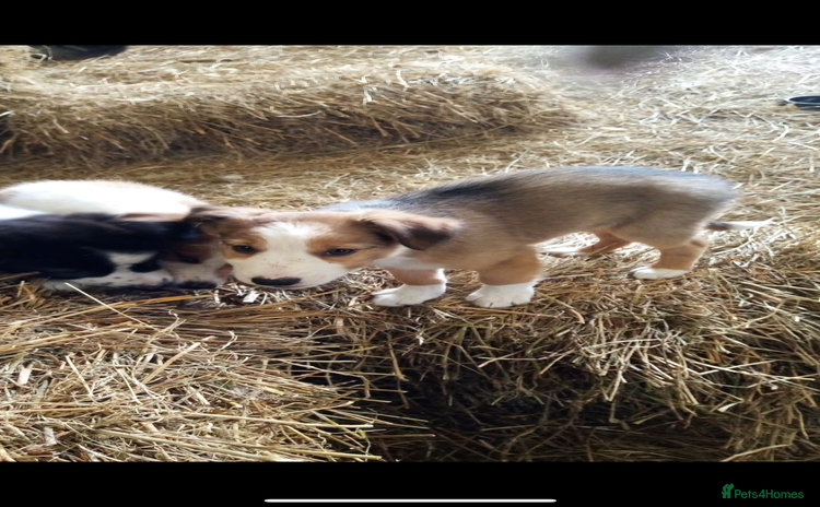 Welsh Collie dogs - Advert 1