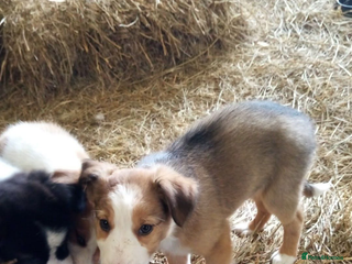 Welsh Collie dogs - Advert 2