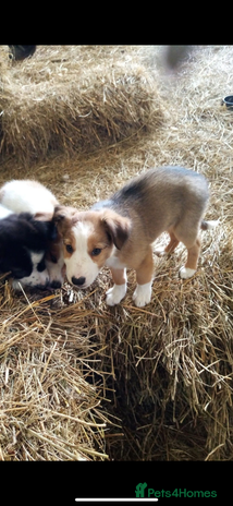Welsh Collie dogs - Advert 2