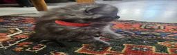 British Longhair cats for sale: British SH/Persian pretty kitten pedigree parents - Advert 6