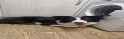 Border Collie dogs for sale: 10 Border Collie pups - Advert 35