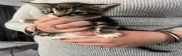 Mixed Breed cats for sale: Beautiful litter of kittens  - Advert 4