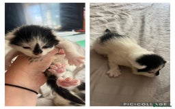 Mixed Breed cats for sale: Mixed kittens  - Image 2