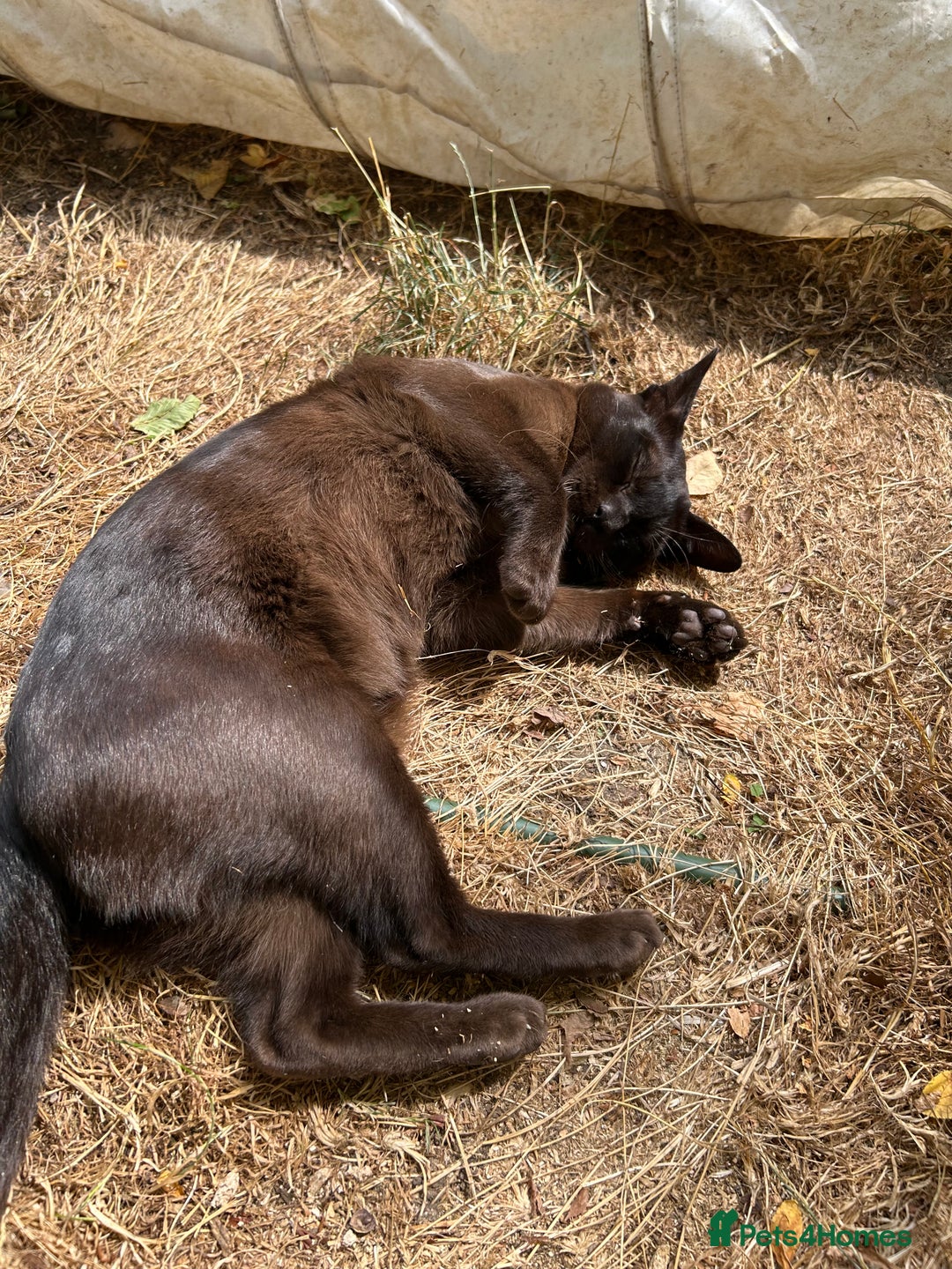 Burmese cats for sale: Pedigree Burmese retired queen and stud   - Image 15