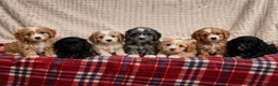 Cavapoo dogs for sale: STUNNING CAVAPOO PUPPIES  - Advert 23