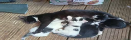 Mixed Breed cats for sale: 2 male kittens for sale ready now  - Advert 4