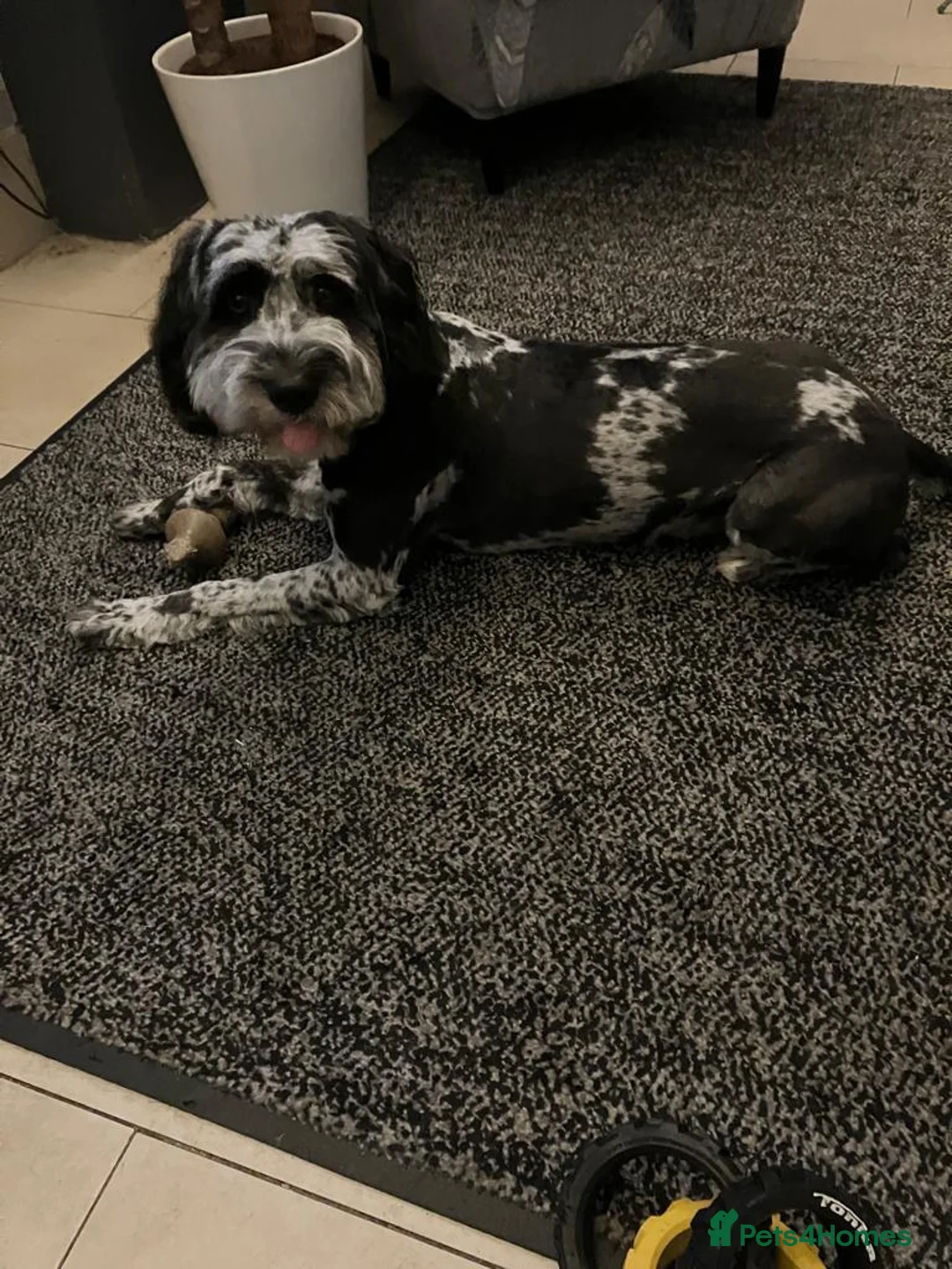 Cockapoo dogs for stud: Ralph in Ashbourne - Advert 7