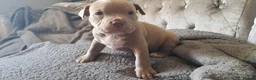 American Bully dogs for sale: American pocket bully puppies - Advert 5