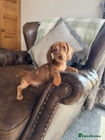 Miniature Dachshund dogs - Advert 9