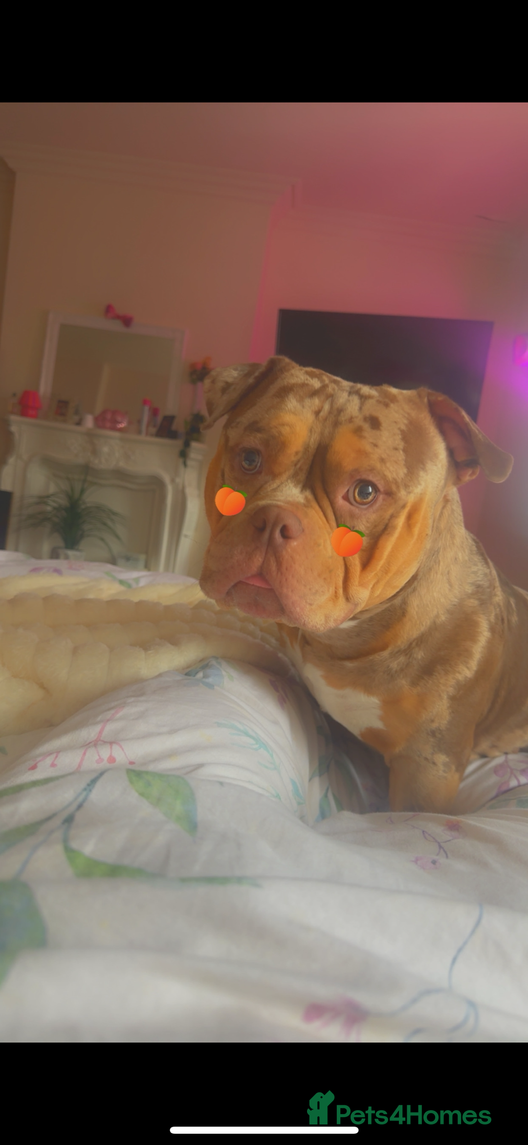 American Bully dogs for sale: Pocket bully  - Image 7