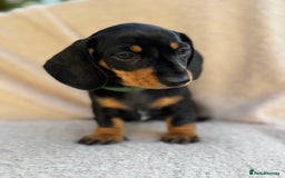 Miniature Dachshund dogs for sale: KC REGISTERED MINIATURE DACHSHUND BLACK AND TAN - Image 1