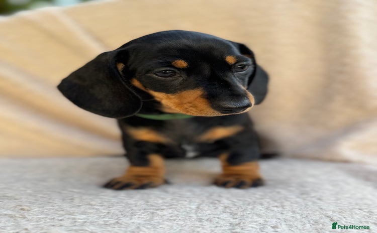 Miniature Dachshund dogs - Advert 3