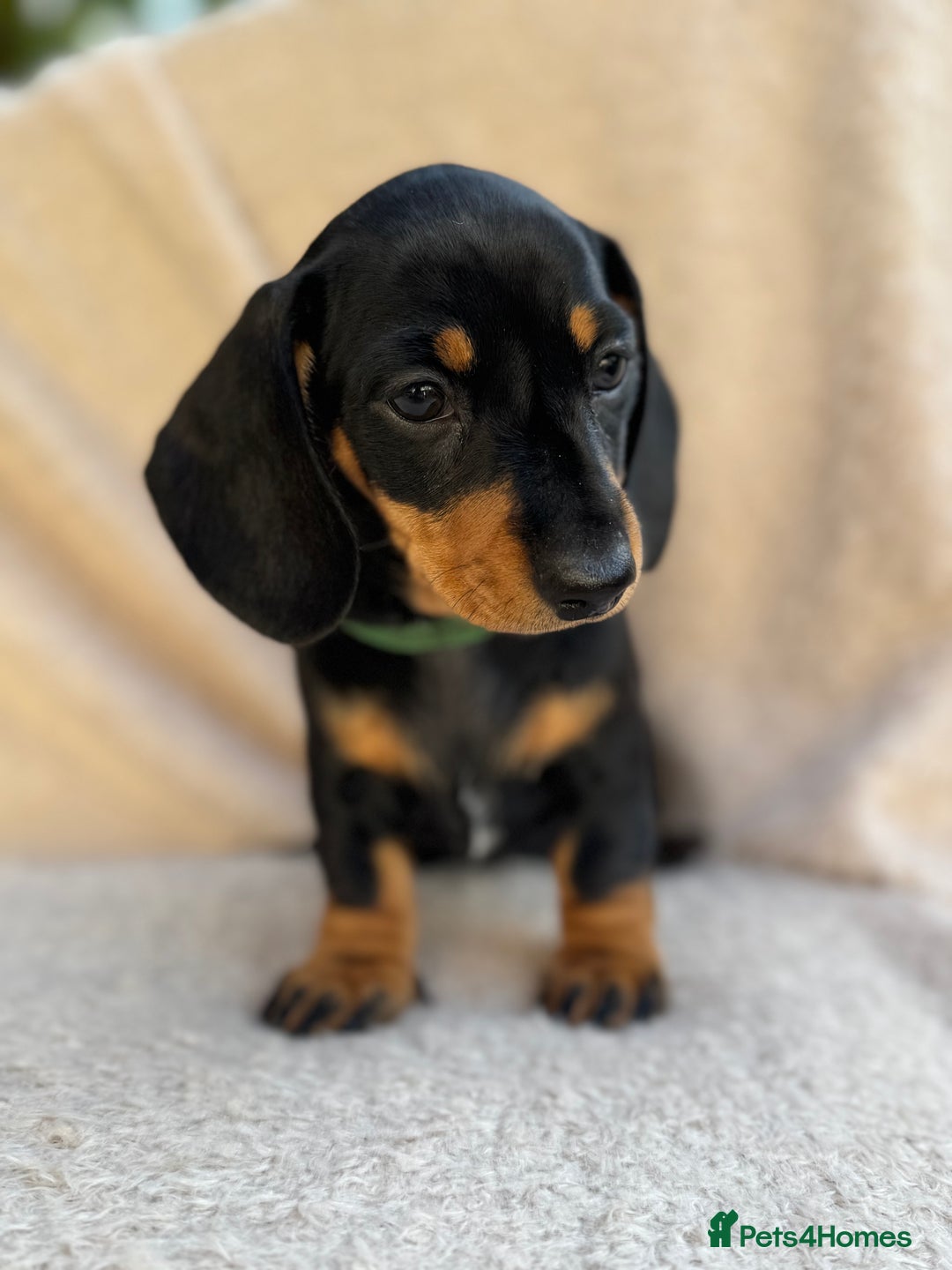 Miniature Dachshund dogs for sale: KC REGISTERED MINIATURE DACHSHUND BLACK AND TAN - Image 1