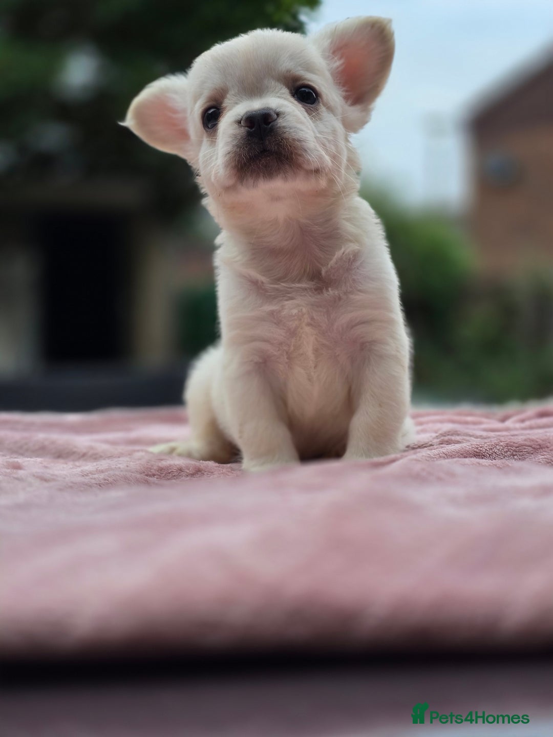 French Bulldog dogs for sale: Fluffy french bulldogs carrying Pink - Image 10