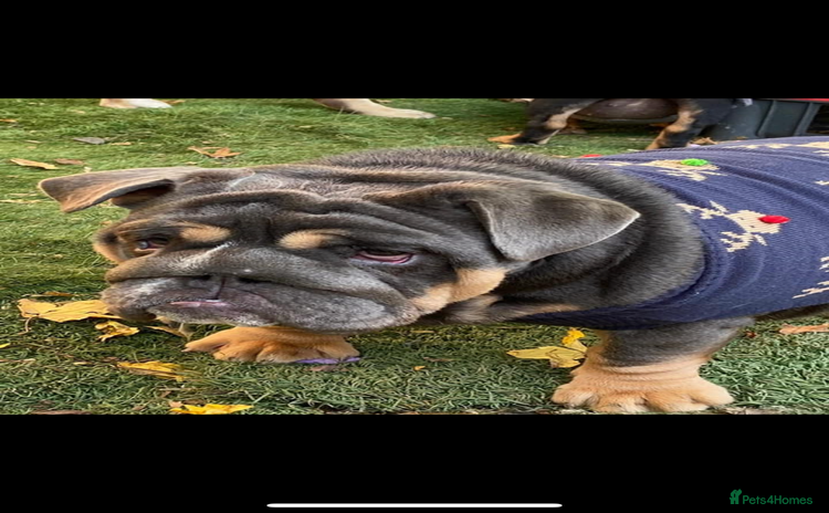 English Bulldog dogs - Advert 4