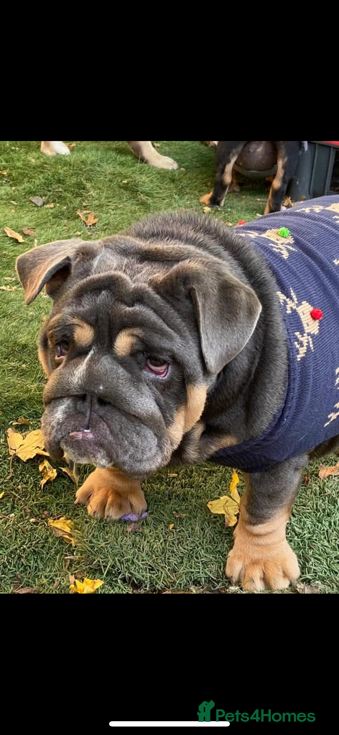 English Bulldog dogs for sale: Kc registered blue girl 2 years old  - Image 1