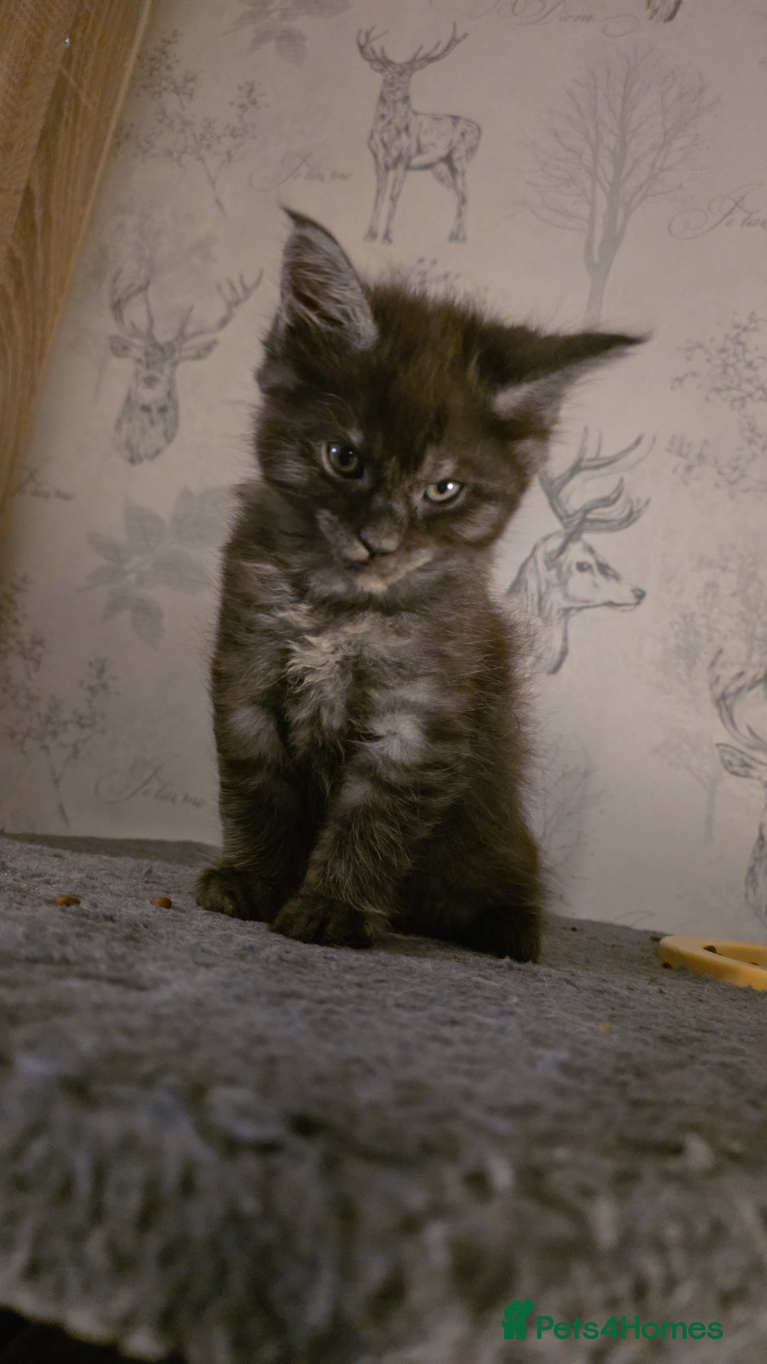 Maine Coon cats for sale: Beautiful Maine Coon Kittens Available - Advert 4