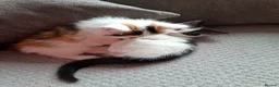 Mixed Breed cats for sale: Beautiful, Fully Litter-Trained Kittens Ready Now - Advert 12
