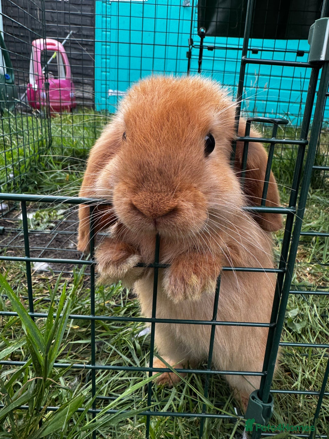 Mini Lop rabbits for sale: 2 mini lop girls available  - Image 8