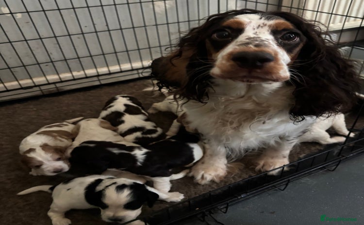 Cocker Spaniel dogs - Advert 1