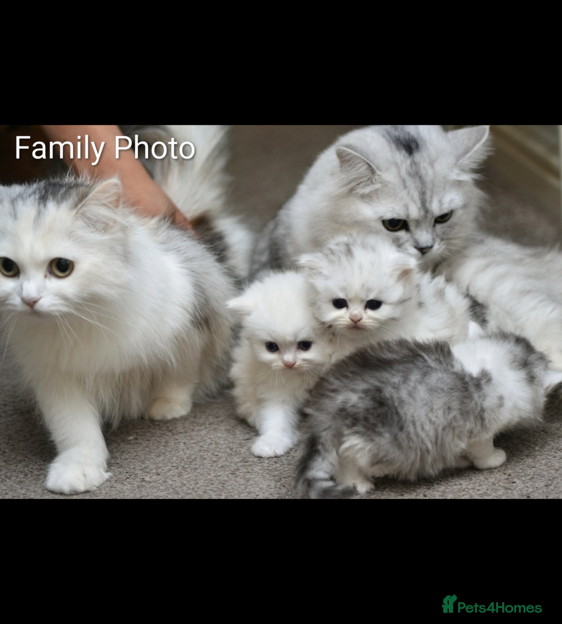 Persian cats 🌟 Stunning Registered Persian Kittens 🌟 - Advert 1