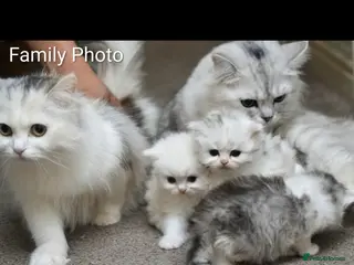 Persian cats 🌟 Stunning Registered Persian Kittens 🌟 - Advert 1