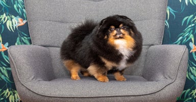 Pomeranian dogs - Advert 6