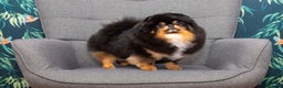 Pomeranian dogs for sale: Beautiful healthy adult Pomeranian female for sale - Advert 2