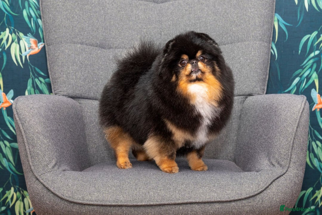 Pomeranian dogs for sale: Beautiful healthy adult Pomeranian female for sale - Image 2