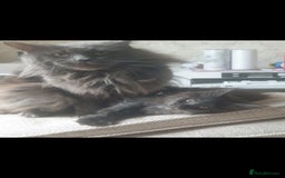 Maine Coon cats for sale: Adult male and female - Image 4