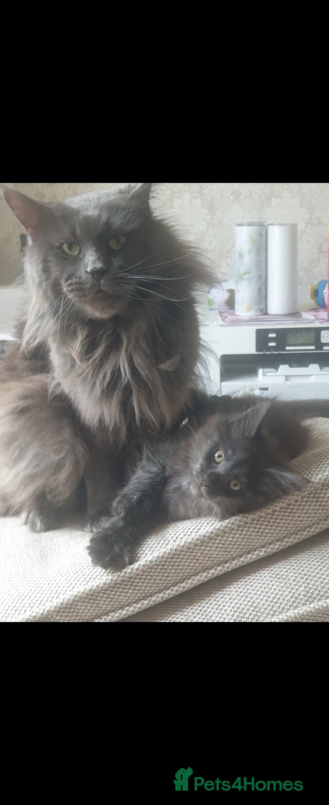 Maine Coon cats for sale: Adult male and female - Image 4