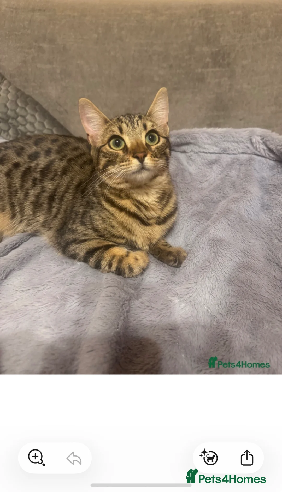 Bengal cats for sale: Female Bengal cat - Advert 2