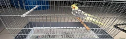 Cockatiels birds for sale: Friendly Tamed Pied Male Cockatiel & white fem.    - Advert 4