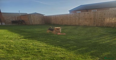 Yorkshire Terrier dogs - Advert 10