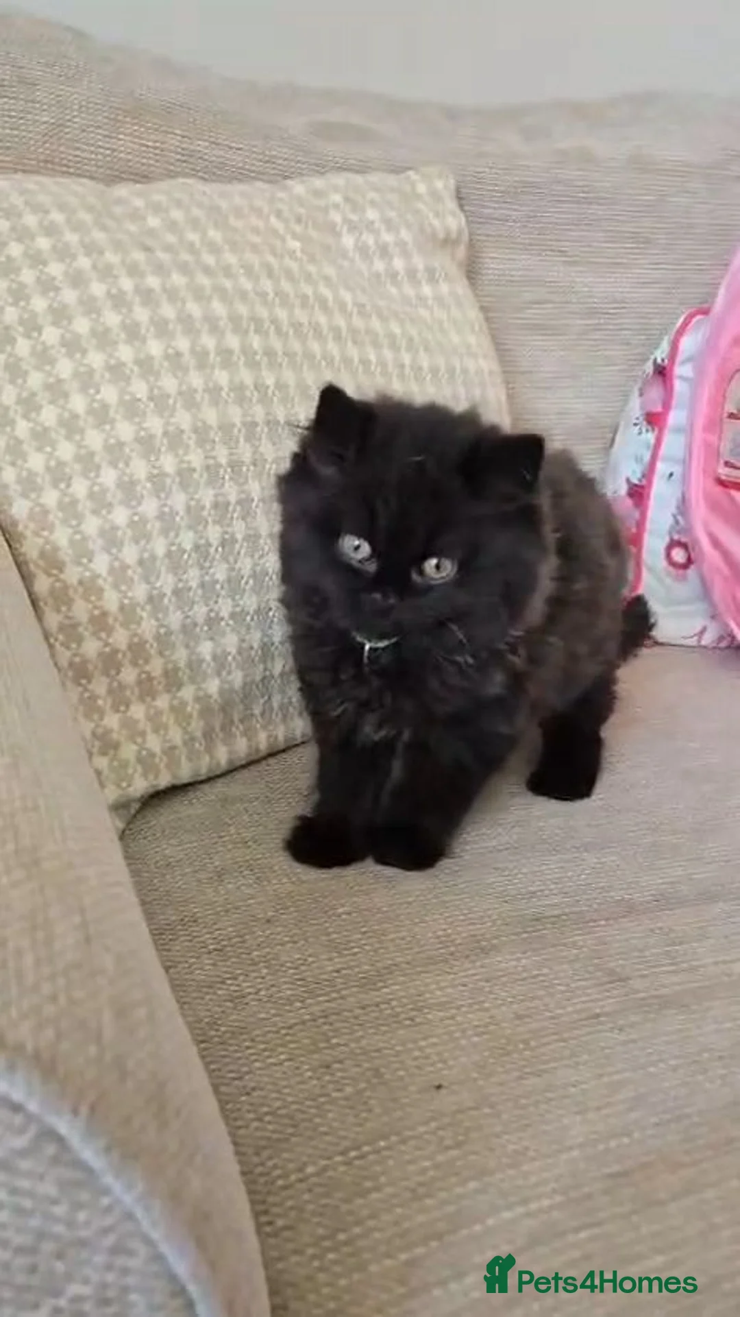 British Longhair cats for sale: Gorgeous GCCF reg British Longhair kitten  - Advert 4